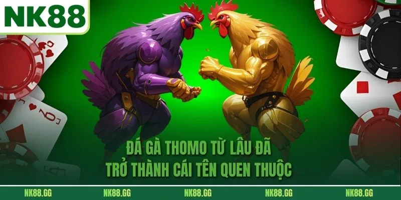 Đá Gà Thomo từ lâu đã trở thành cái tên quen thuộc